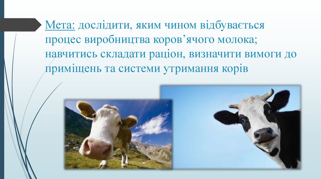 Мета: дослідити, яким чином відбувається процес виробництва коров’ячого молока; навчитись складати раціон, визначити вимоги до приміщень 