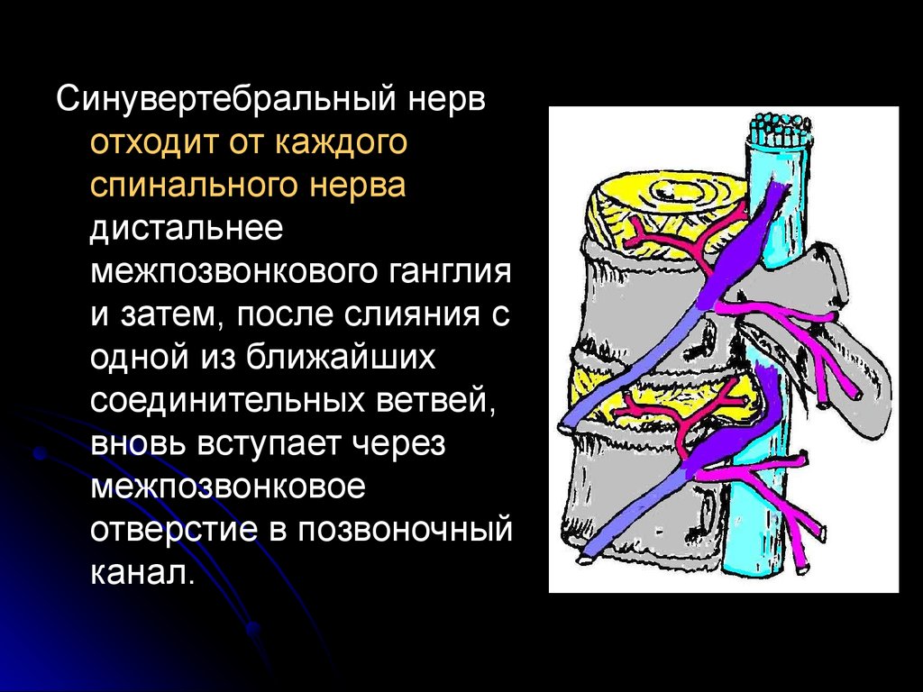 Нерв это. Синувертебральный нерв Люшка. Нерв Люшка анатомия. Возвратный нерв Люшка. Синовертебральные нервы.