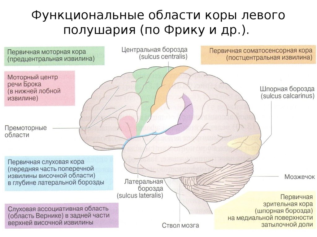 Слуховая зона мозга расположена