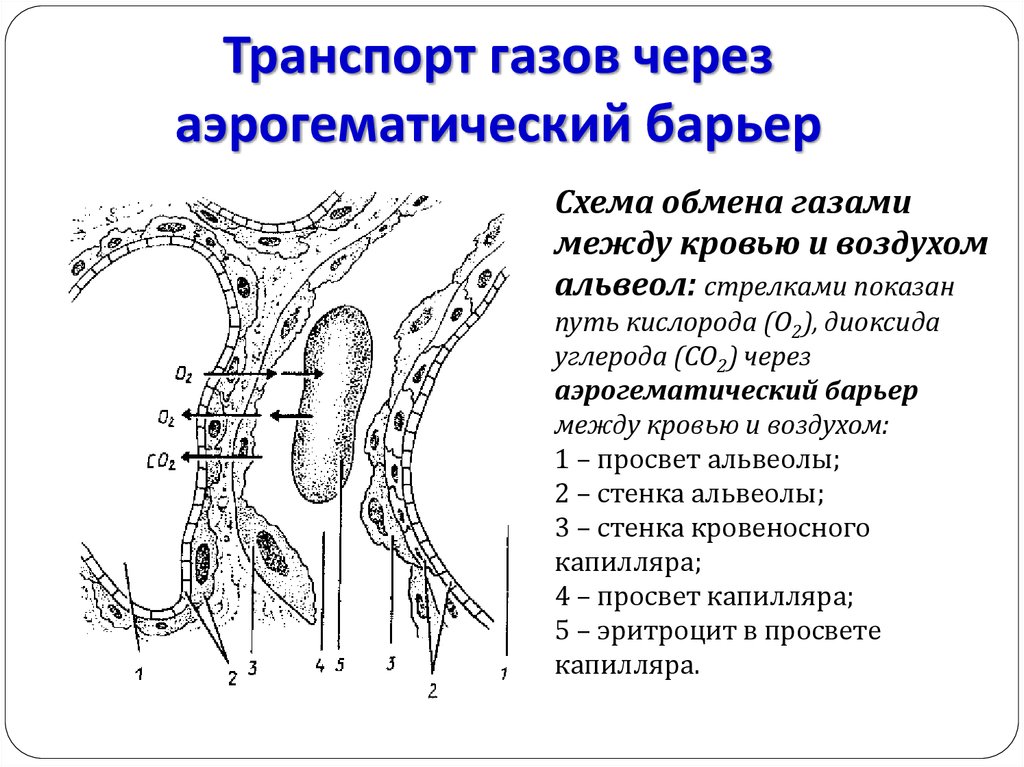 Схема строения аэрогематического барьера