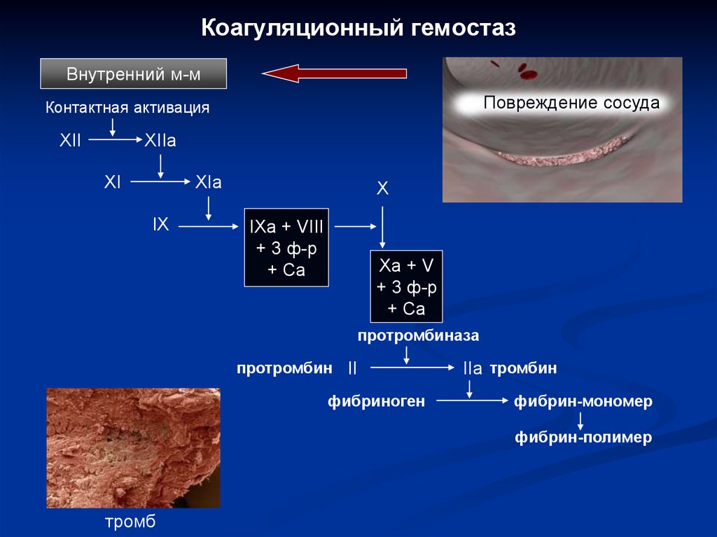 Схема плазменного гемостаза