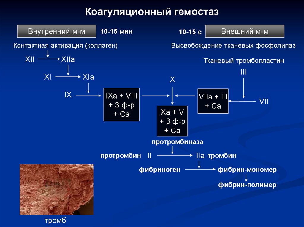 Гемостаз это. Этапы коагуляционного гемостаза схема. Схема плазменно-коагуляционного гемостаза. 1 Фаза коагуляционного гемостаза. Коагуляционный механизм гемостаза.