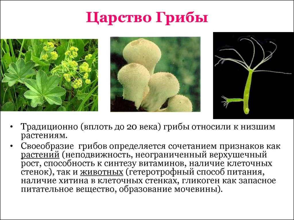 Грибы имеют верхушечный рост. Способность к синтезу витаминов у грибов. Способности грибов. Что синтезируют грибы. Грибы относятся к растениям.