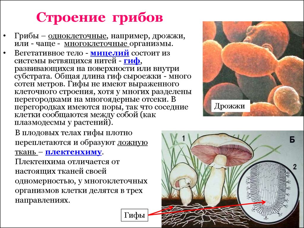 Группа клеток грибов
