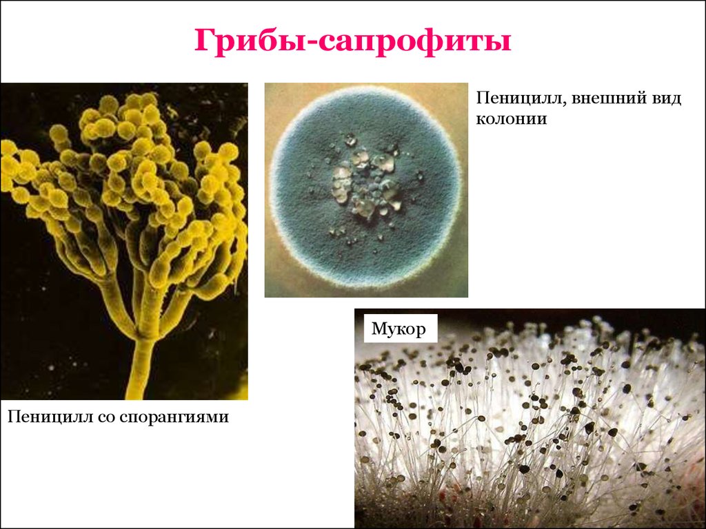 Пеницилл и бактерии. Пеницилл сапрофит. Пеницилл паразиты сапрофиты. Плесневые грибы сапрофиты. Спорангии у гриба пеницилла.