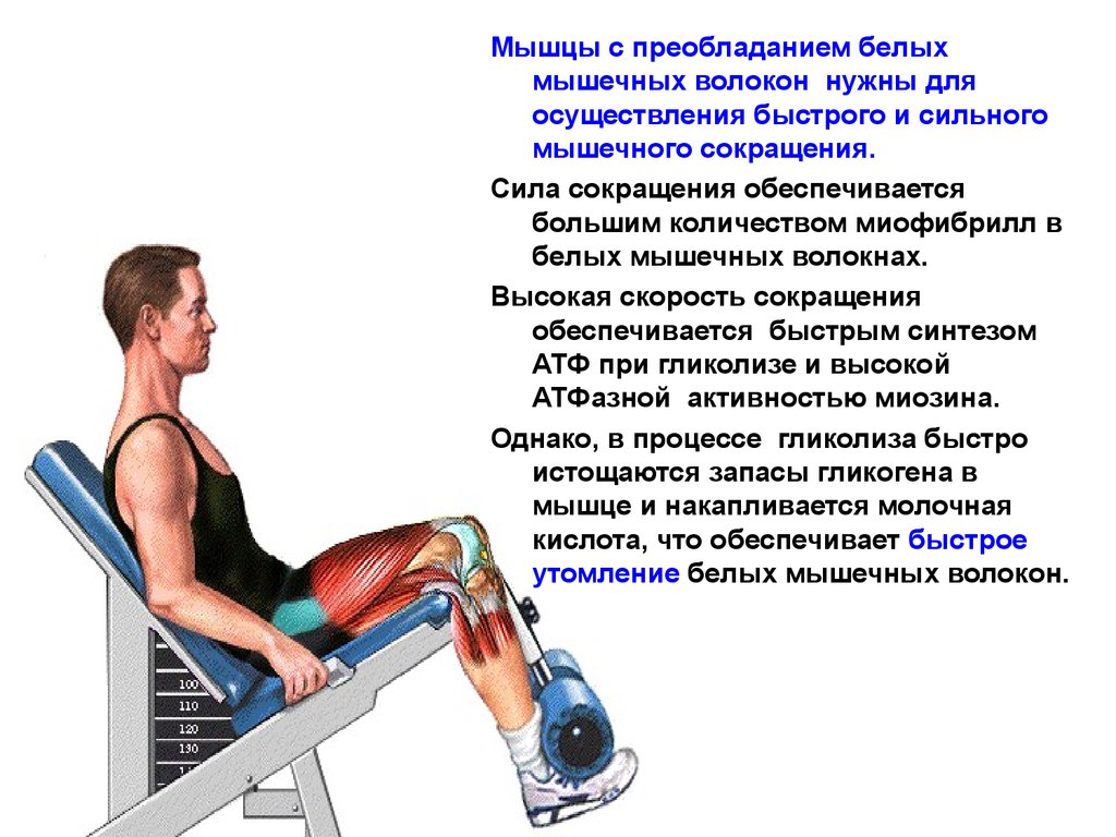 Мышечное усилие. Сила мышечного сокращения. Быстрое сокращение мышц. Снижение мышечной силы. Скорость мышечного сокращения.