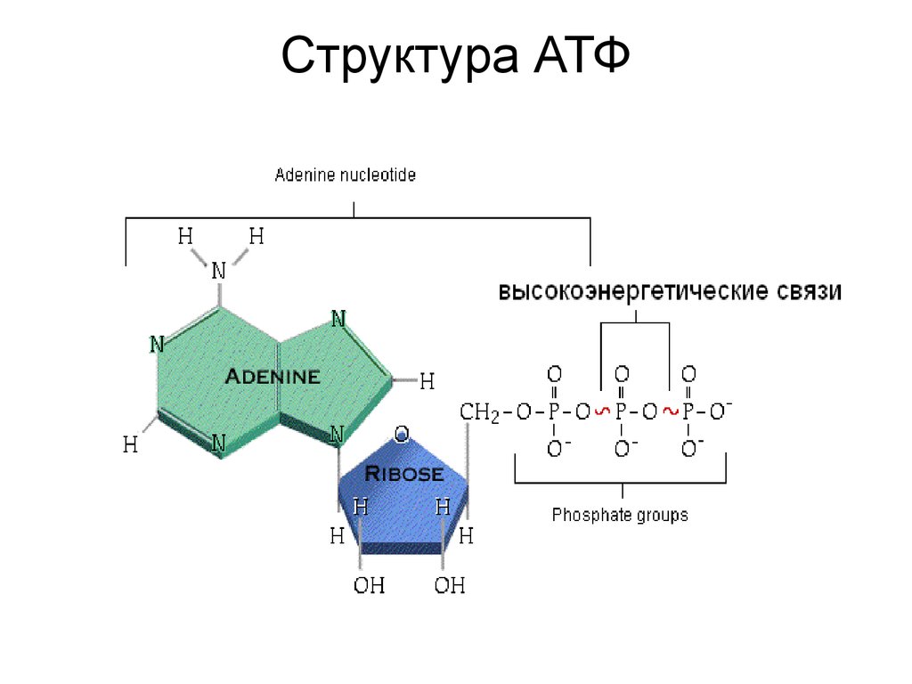 Содержание атф. Структура молекулы АТФ. Структурный компонент АТФ. Структурные компоненты АТФ. Строение молекулы АТФ биология.