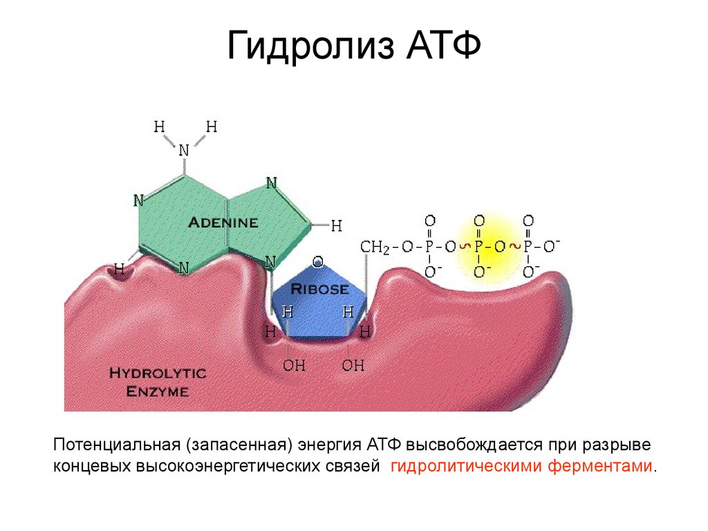 Как называется атф. Реакция гидролиза молекулы АТФ. Гидролиз молекулы АТФ. Схема гидролиза АТФ. Гидролиз АТФ И АДФ.