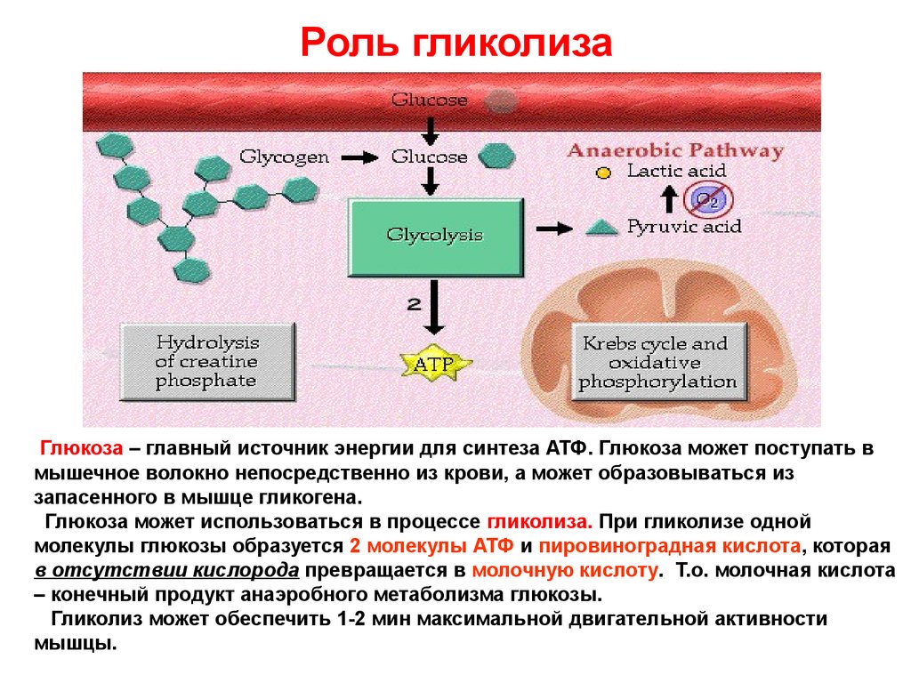 Аккумулированная атф. Процесс гликолиза, биологическая роль. Биологическая роль реакций гликолиза. Гликолиз. Субстраты для синтеза АТФ. Анаэробный гликолиз функции.