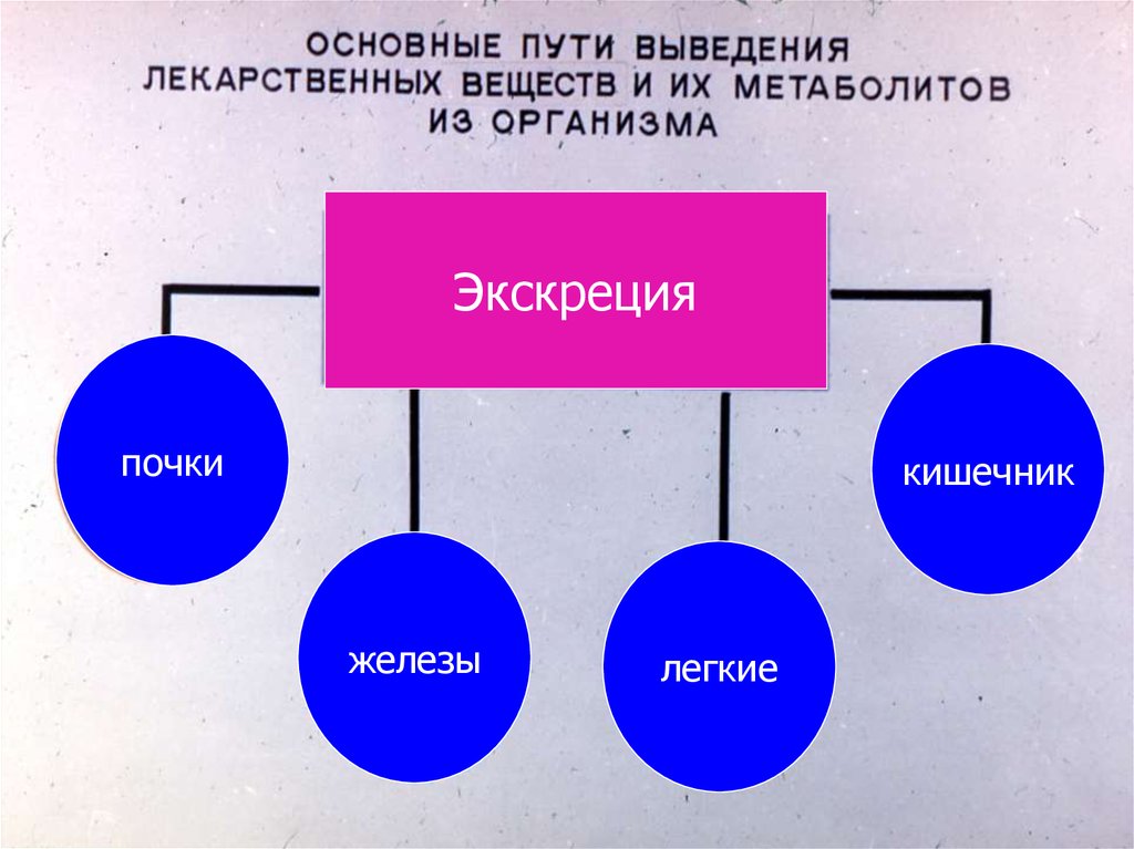 Путей вещества. Пути выведения лекарственных веществ. Путинвыведения лекарственных. Экскреция лекарственных веществ – пути выведения.. Основной путь выведения лекарственных веществ из организма.