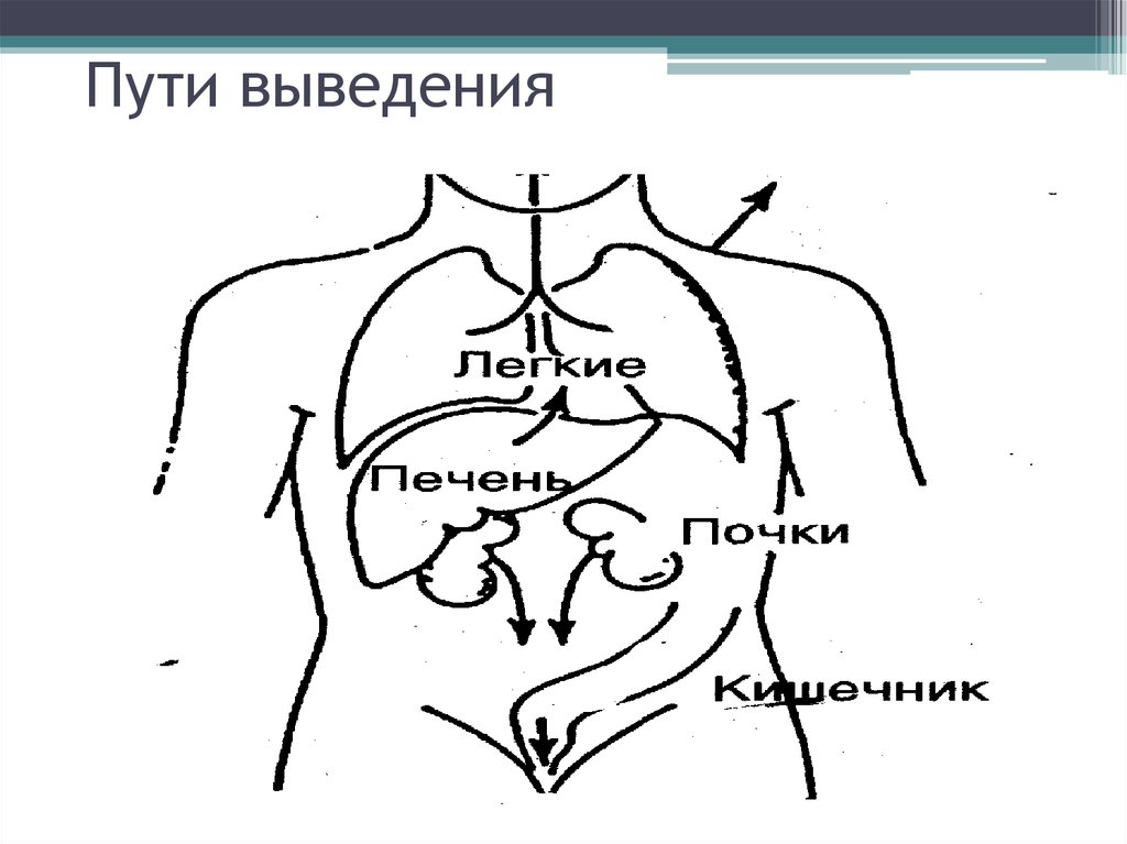 Путь вывода. Пути выведения. Пути и механизмы выведения. Пути экскреции. Пути выведения семени схема.