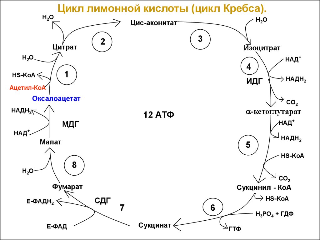 В цикле кребса образуется атф. Цикл Кребса лимонная кислота. Цикл трикарбоновых кислот биохимия кратко. Цикл трикарбоновых кислот ЦТК биохимия. Ацетил КОА цикл Кребса.
