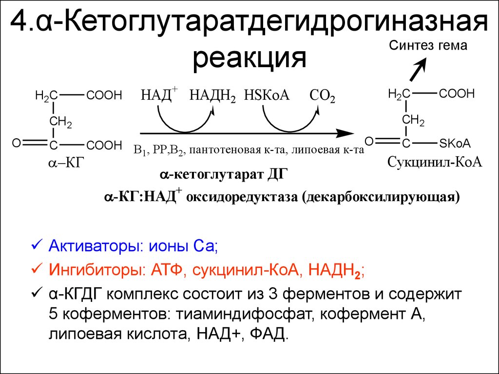 Синтез кофермента. . Α-кетоглутаратдегидрогеназный комплекс реакции. Альфа-кетоглутаратдегидрогеназный комплекс ферменты и коферменты. Альфа кетоглутаратдегидрогеназный комплекс коферменты. Сукцинил кожнзим а синтаза.