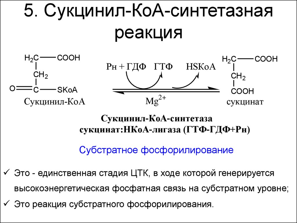 5. Сукцинил-КоА-синтетазная реакция
