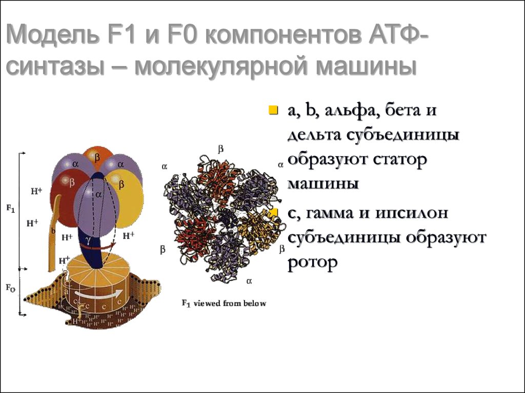 Компонентом атф. АТФ синтаза Альфа и бета субъединицы. Альфа и бета субъединицы. Статор АТФ синтазы. Ротор АТФ синтазы.