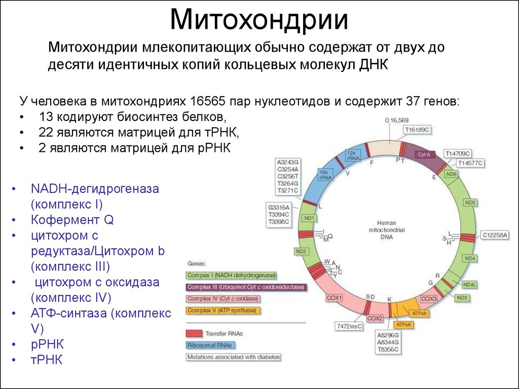 Кольцевая хромосома в митохондриях