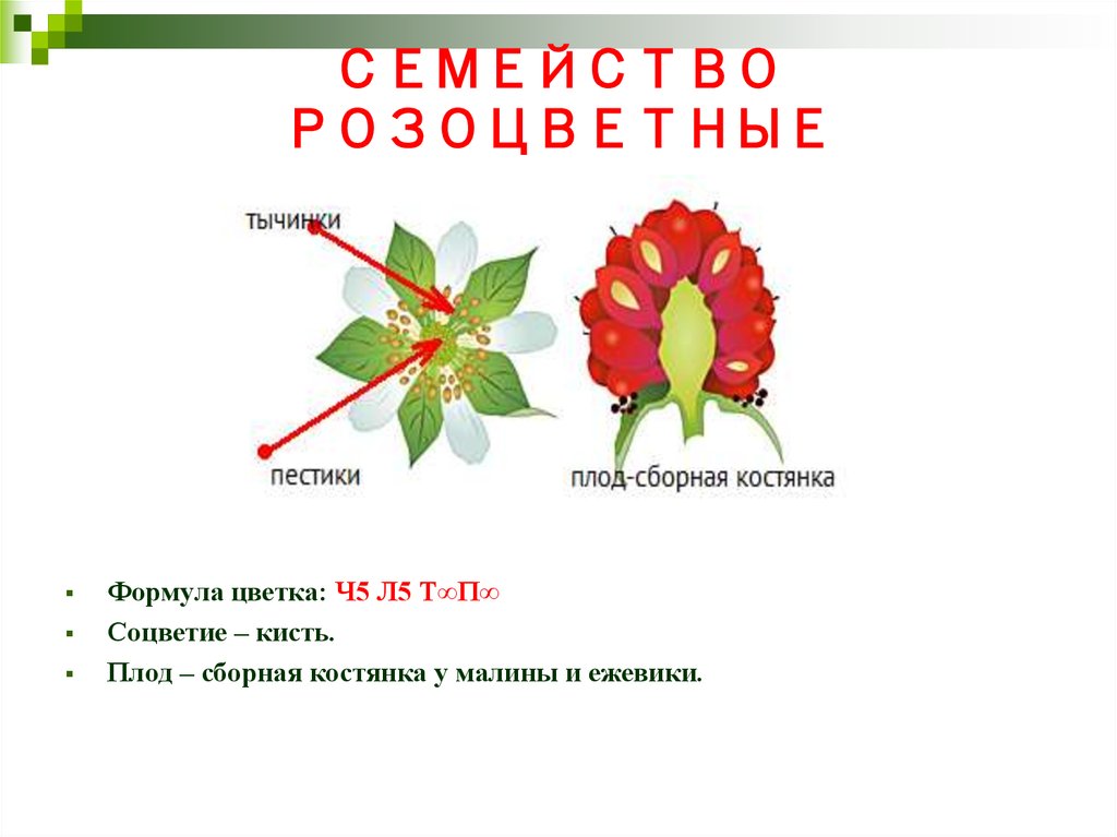 Название плода семейства розоцветных