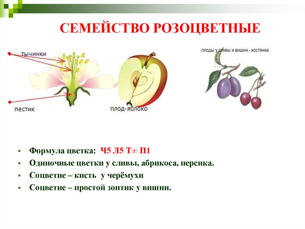 Формула цветка растений семейства розоцветные ответ. Строение плода розоцветных растений. Розоцветные строение плода. Семейство розовоцветные 5 семейств. Семейство Розоцветные строение цветка.