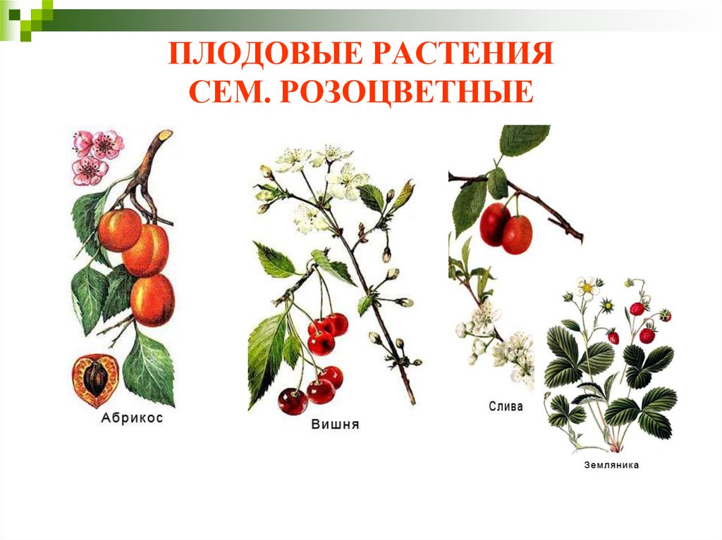 Плодовые представители. Розоцветные плодовые растения. Плодово ягодные растения семейства Розоцветные. Травы семейства розоцветных. Розоцветные травы представители.