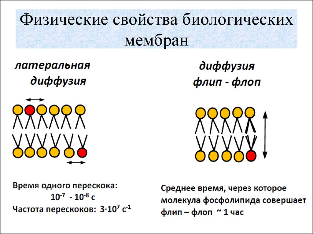 Физическая диффузия. Латеральная и флип флоп диффузия. Физические свойства биомембран. Параметры биологической мембраны биофизика. Строение биологических мембран физика.