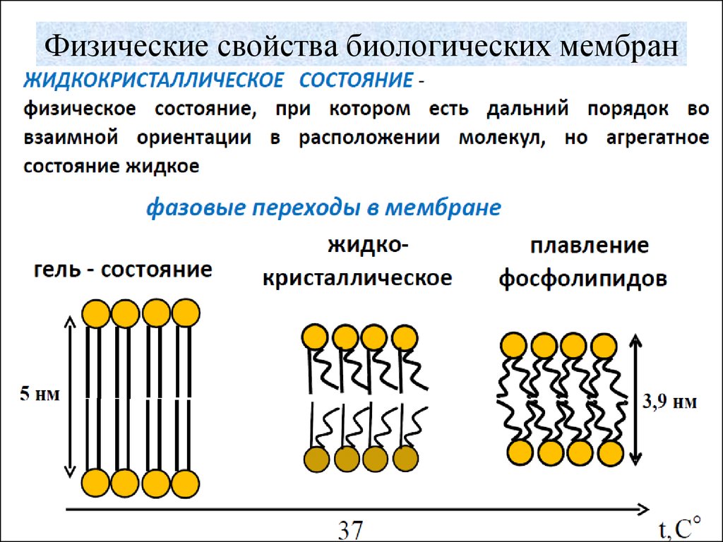 Физическое строение. Физические параметры мембран. Физические свойства биологических мембран физика. Физико-химические механизмы стабилизации мембран. Физико-химические свойства мембран.