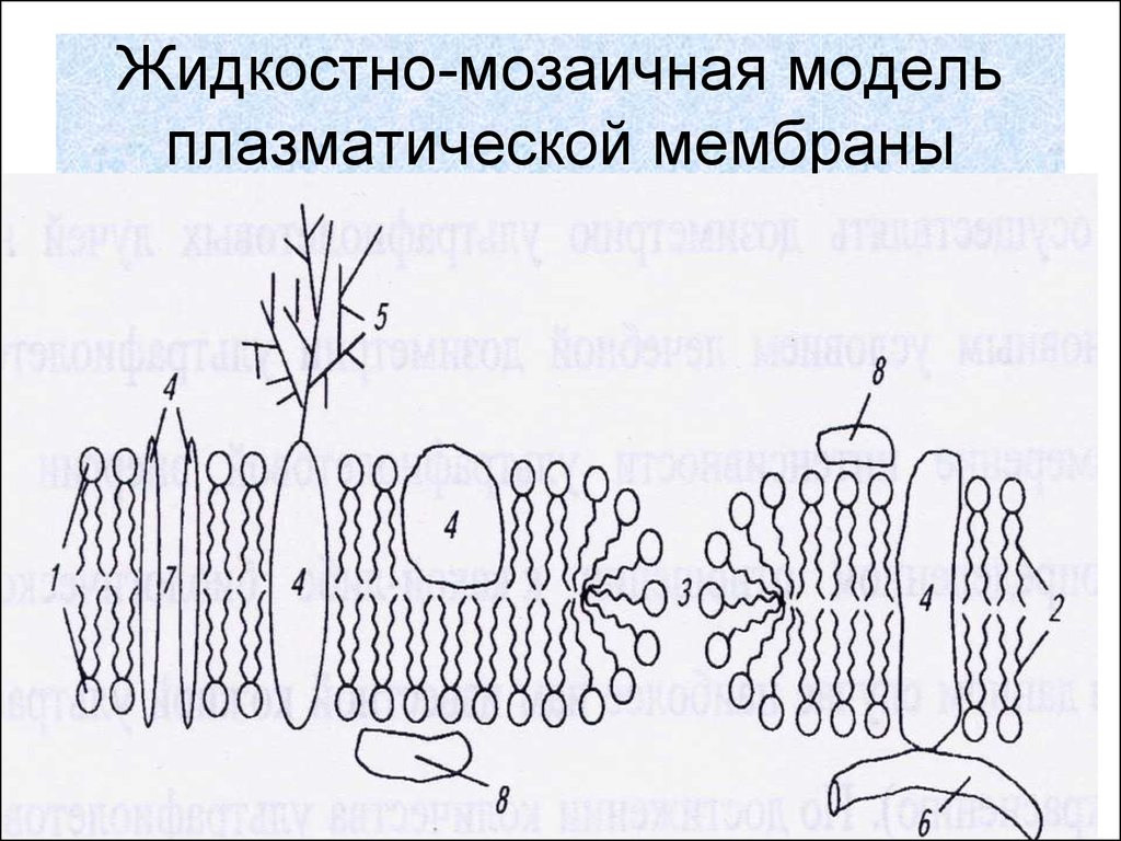 Модели мембран. Жидкостно-мозаичная модель плазматической мембраны. Жидко мозаичная модель плазматической мембраны. Жидкостно-мозаичную модель плазматической мембраны схема. Жидко мозаичная структура мембраны.