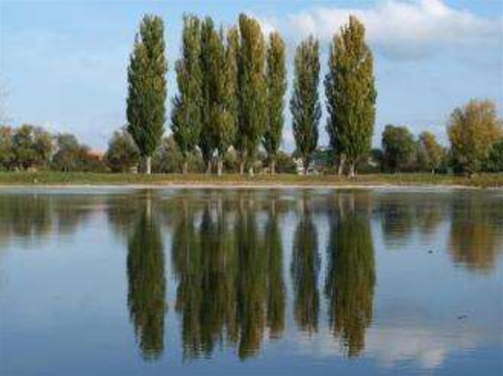 Тополя горят, как свечи, На высоком берегу. Встала радуга над речкой, ярко светит на лугу.