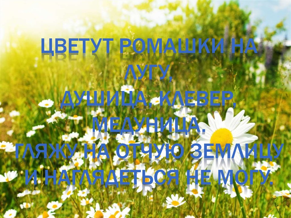 Цветут ромашки на лугу, Душица, клевер, медуница. Гляжу на отчую землицу и наглядеться не могу.