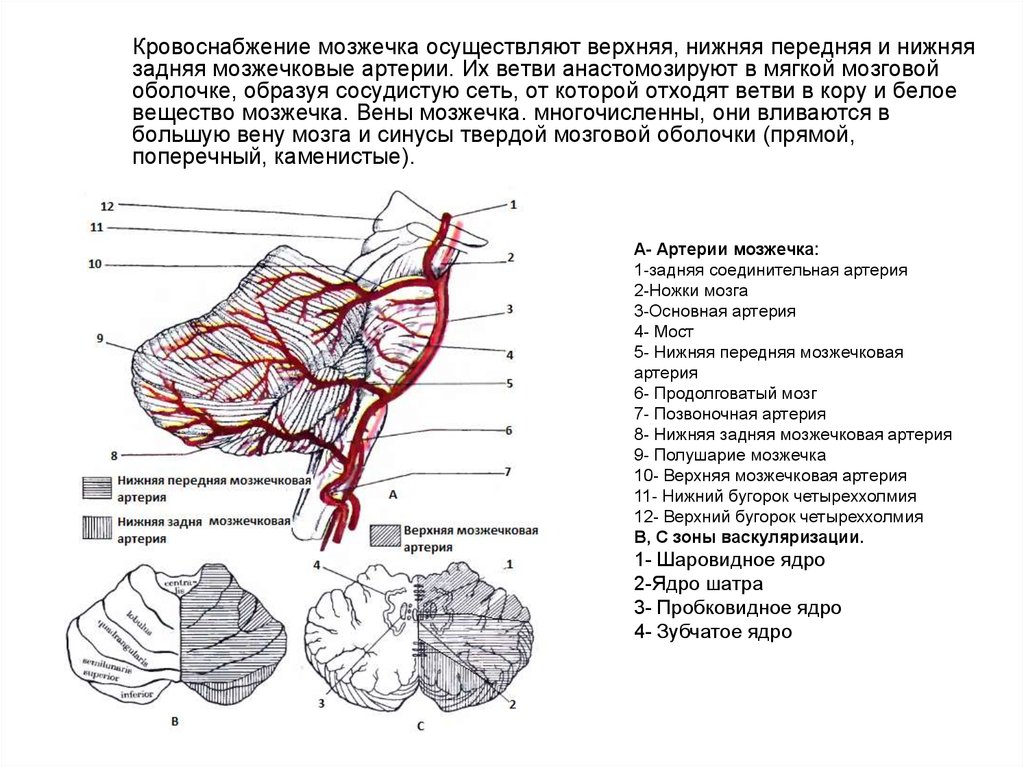 Мозжечок отвечает за. Мозжечковые артерии анатомия. Задняя нижняя мозжечковая артерия. Кровоснабжение мозжечка схема. Синдром задней нижней мозжечковой артерии.