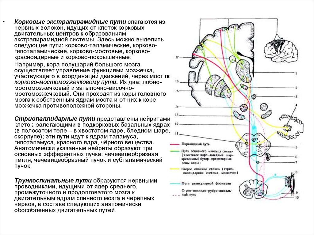 Экстрапирамидная система схема пути