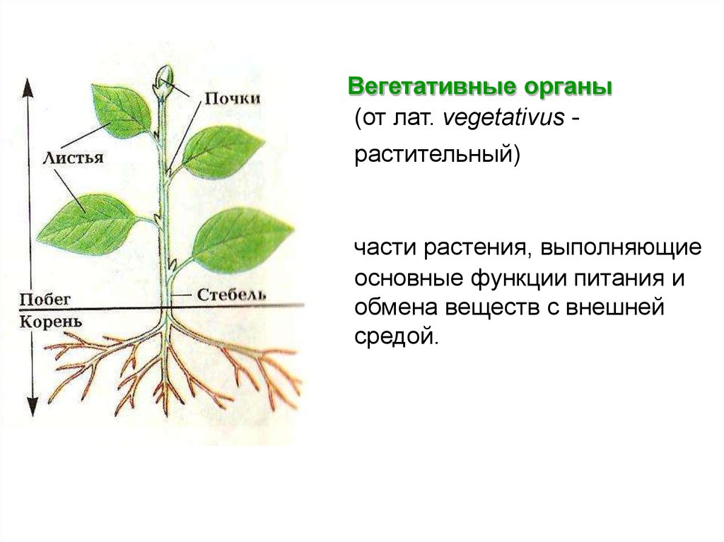 Эволюция вегетативных. Вегетативные органы растений схема. Строение вегетативных органов растений. Вегетативные органы корень стебель лист. Вегетативные и не вегетативные органы растений.