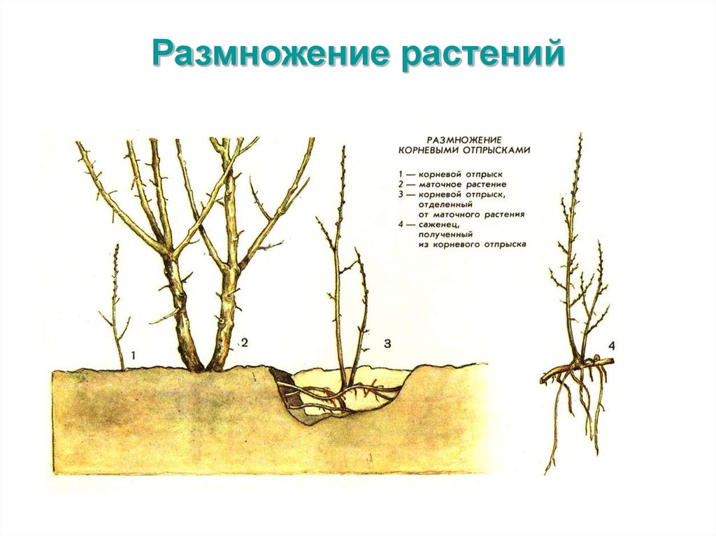 Корневыми черенками размножают