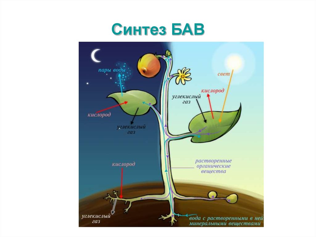 Схема дыхания растений