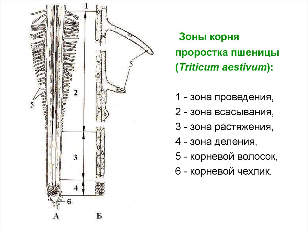 Кончик верхушка корня