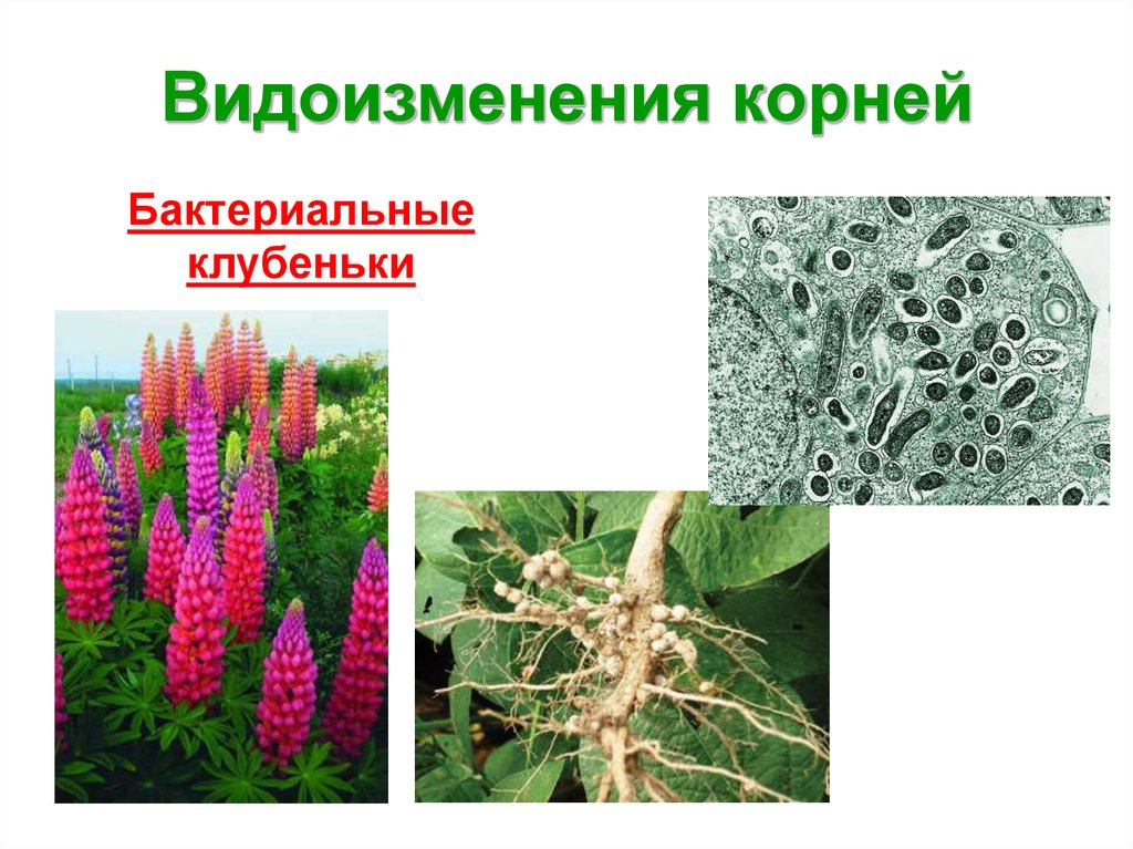 Клубеньковые растения примеры