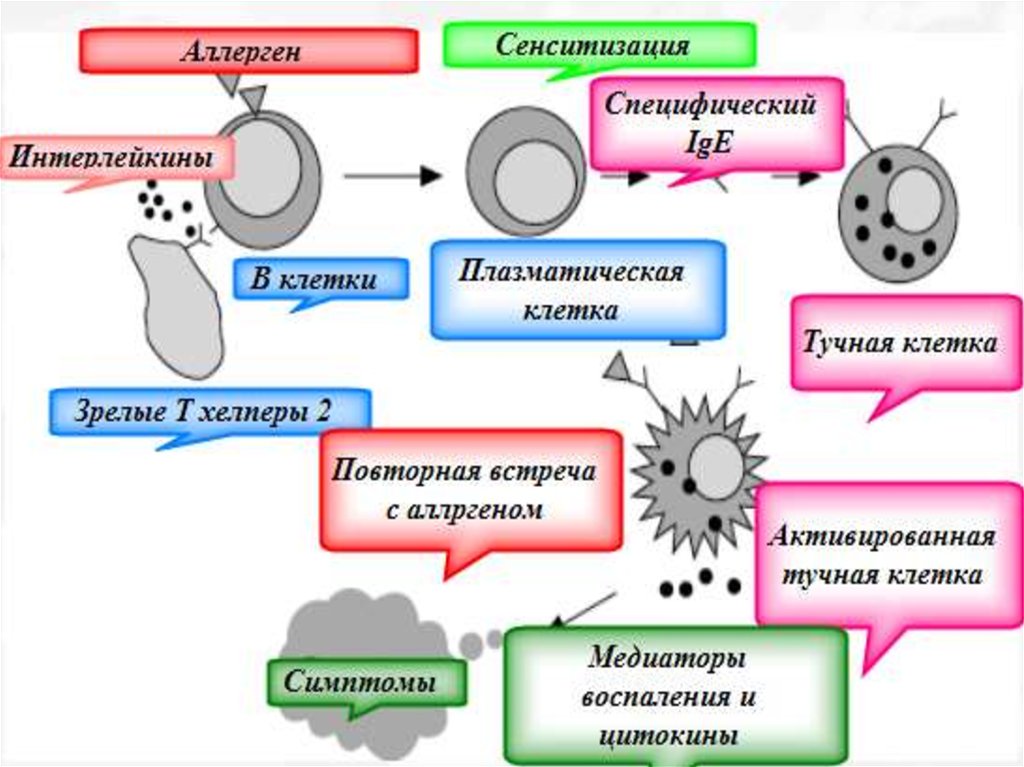 Схема патогенеза анафилактического шока