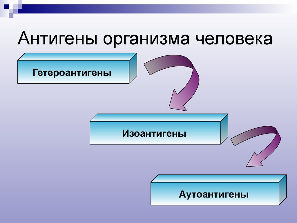 Антигены организма. Антигены человека. Антигены человека иммунология. Роль антигена в организме человека. Основные группы антигенов организма человека.