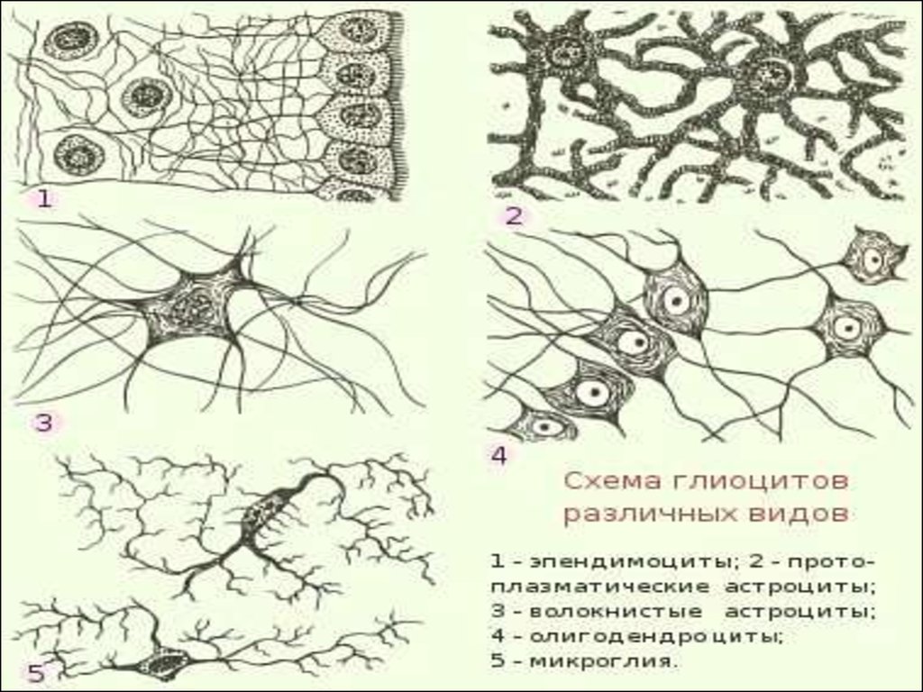 Ткани человека рисунки. Тканевые элементы нервной ткани схема. Происхождение нервной ткани. Зарисовка нервного вида тканей. Нервная ткань рисунок ЕГЭ.