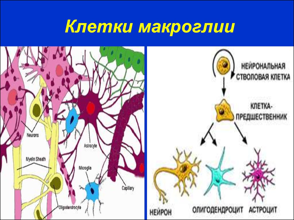 Какая ткань организма человека содержит глиальные клетки. Клетки нейроглии гистология. Микроглия нервной ткани. Глиальные клетки нервной ткани. Клетки микроглии нервной ткани.