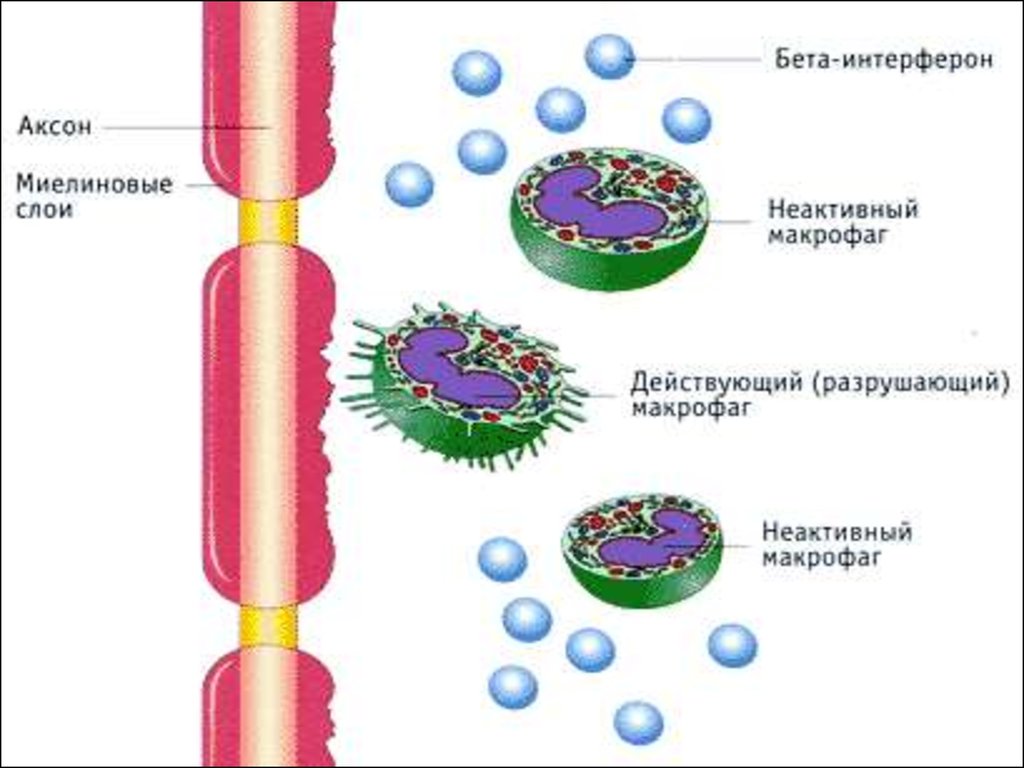 Интерферон что это. Интерферон. Интерферон строение. Белки интерфероны. Интерферон это в биологии.