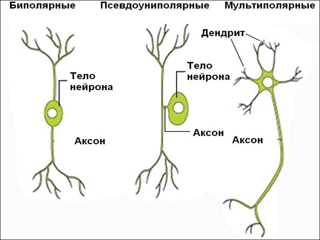 Псевдоуниполярный нейрон рисунок