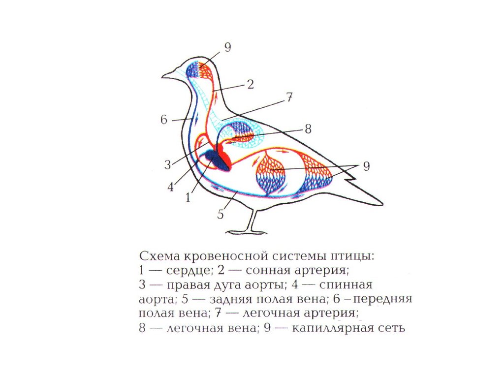 система кровообращения человека презентация 4 класс