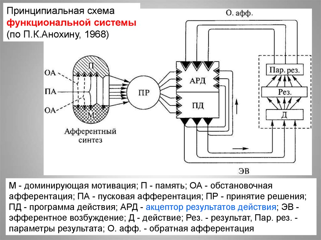 Схема функциональной системы физиология