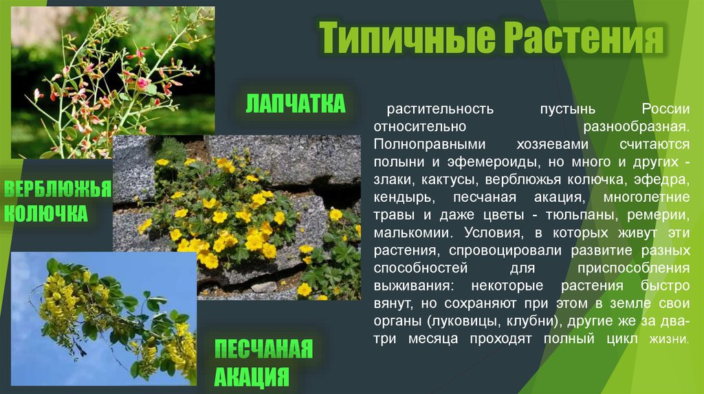 Какие характерные для растений свойства. Типичные растения России. Растения в пустыне России. Типичные растения в пустынной растительности. Типичные растения пустынь в России.