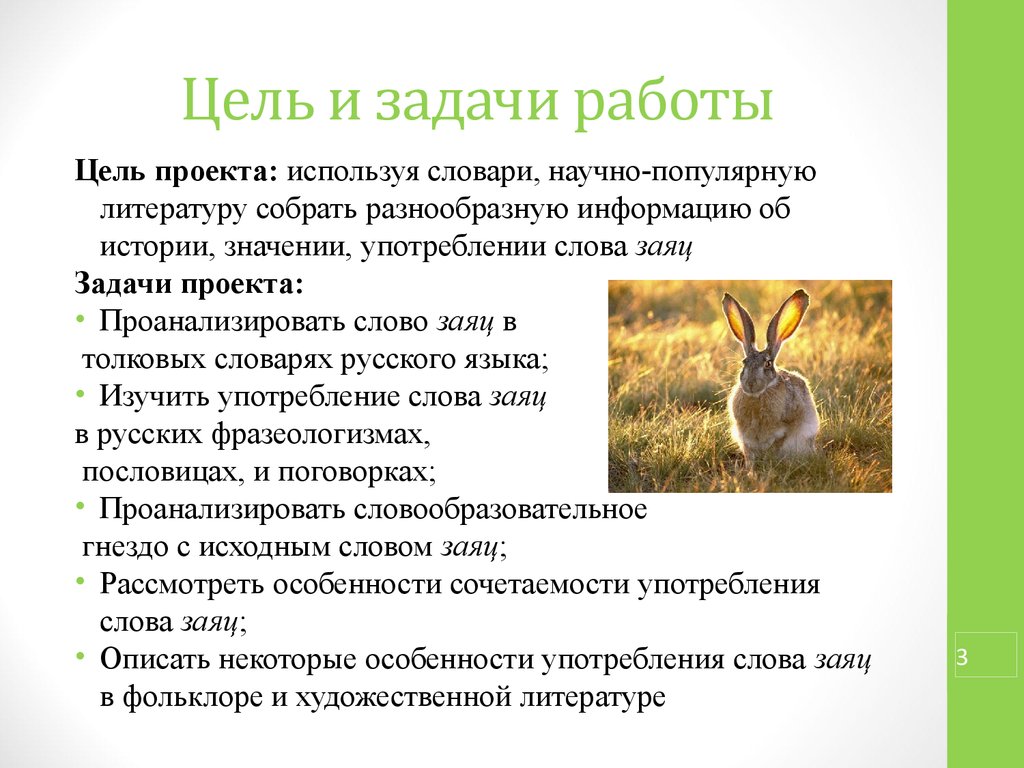 Значение слова заяц. Возникновение слова заяц. Заяц лексическое значение. Цель проекта про зайца.