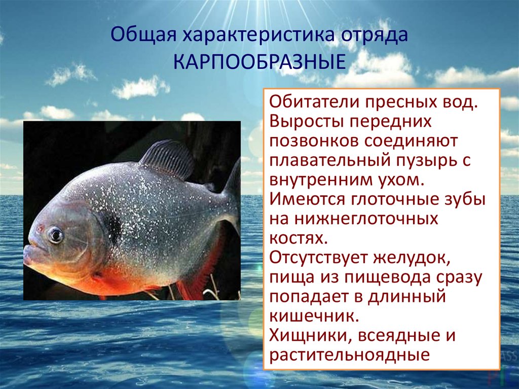 Карп класс рыбы