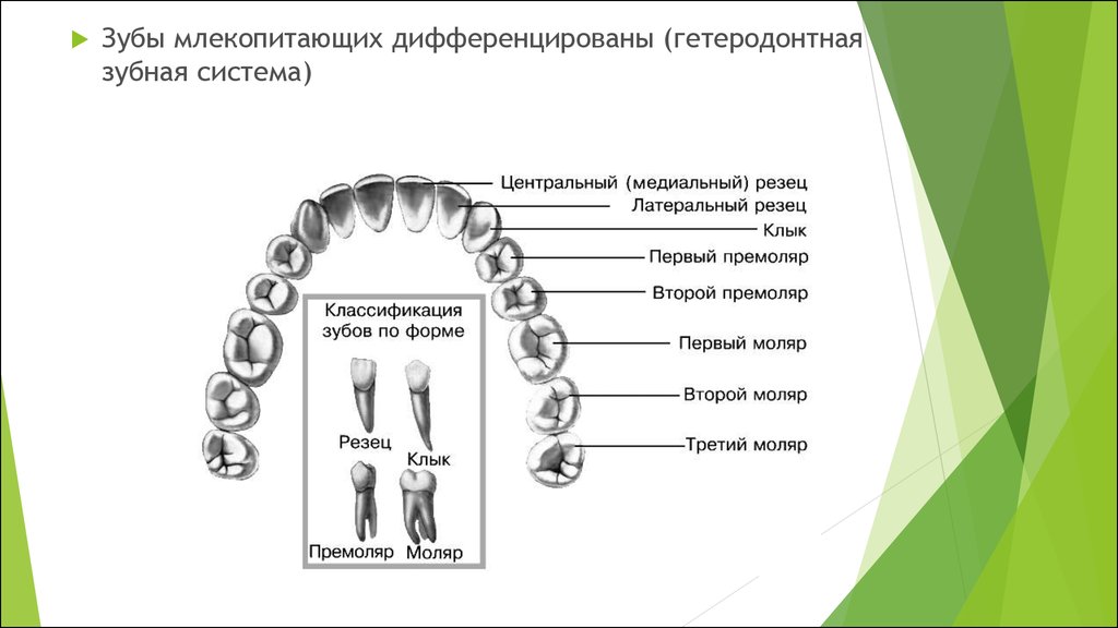 Какие зубы у млекопитающих дифференцированы. Зубная система млекопитающих 7 класс. Строение и функции зубов млекопитающих. Строение зубного ряда млекопитающих. Зубы человека дифференцированы.