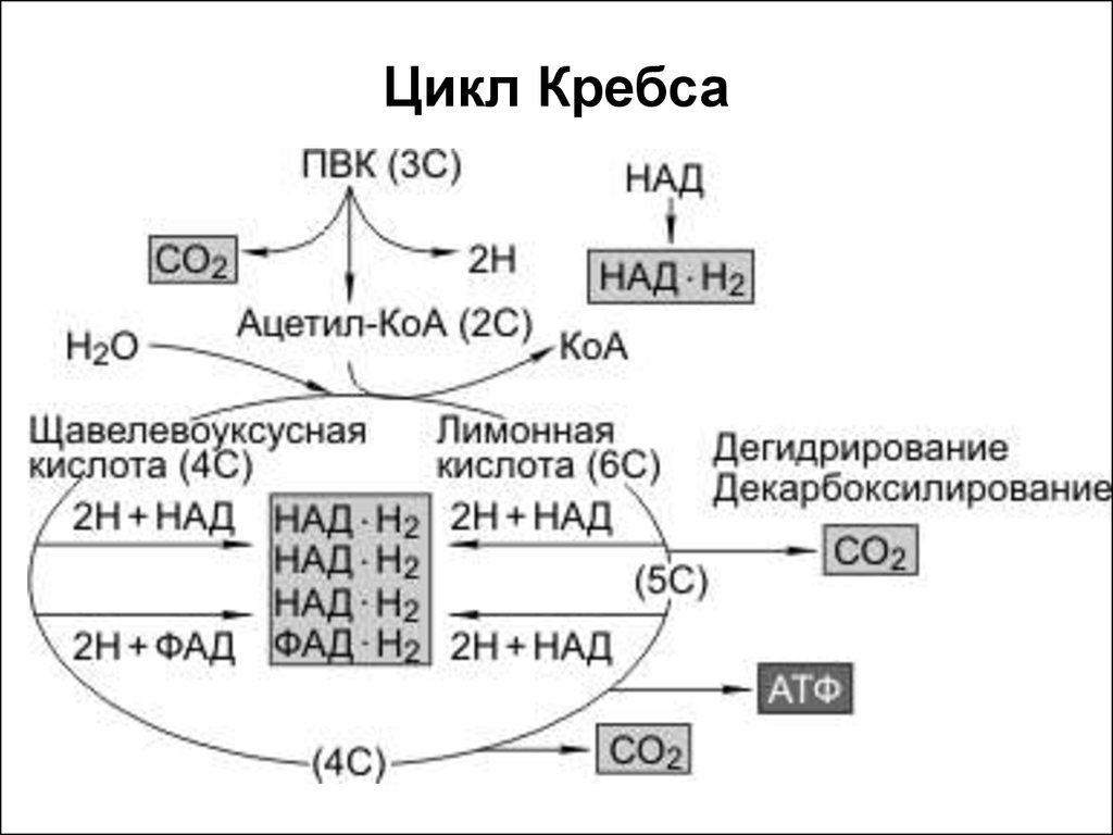 Цикл кребса в митохондриях. Схема клеточного дыхания цикл Кребса. Цикл Кребса пировиноградная кислота. Гликолиз цикл Кребса окислительное фосфорилирование. ПВК цикл Кребса.