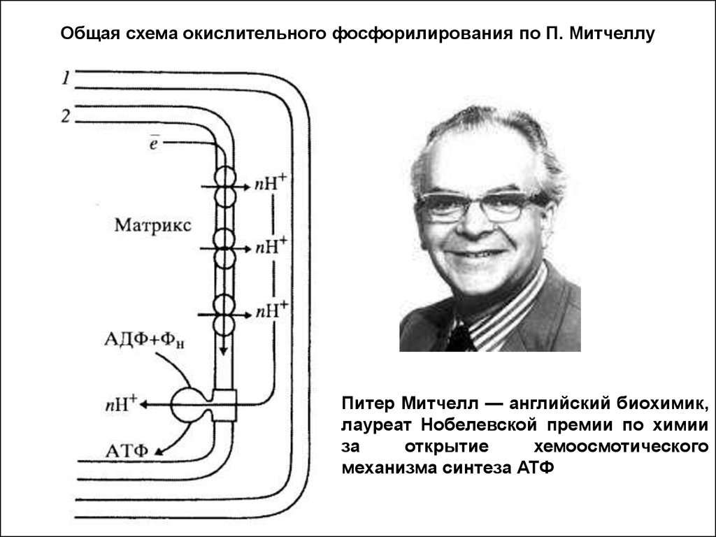 Митчелл схемы онлайн