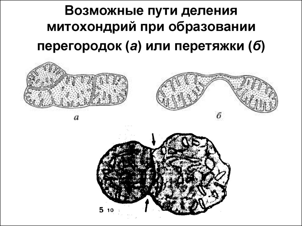 Путем деления. Размножение митохондрий. Митохондрии размножаются путем. Деление митохондрий. Процесс деления митохондрии.